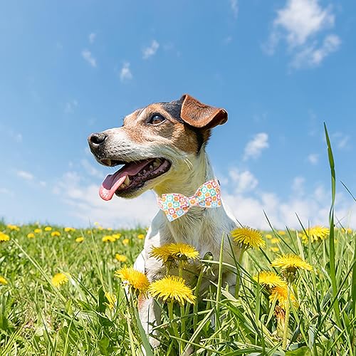 Miniatura 81 de Collar de perro con bandera estadounidense con pajarita, collar patriótico para perros pequeños, medianos y grandes, talla XS