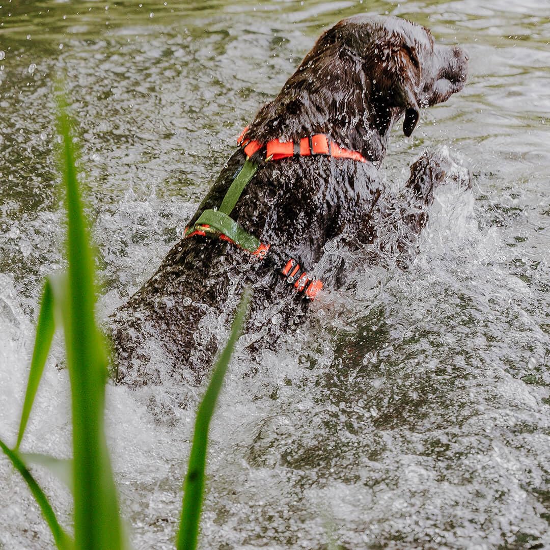 Pettorina per cani impermeabile, regolabile in 5 direzioni, Made in Germany, per razze da piccole a molto grandi, accessori per cani (M, arancione/verde)