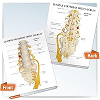 Vista 4 de GPI Anatomicals - Modelo de vértebras de 5 piezas con sacro, modelo de columna vertebral para la educación en anatomía y fisiología humana