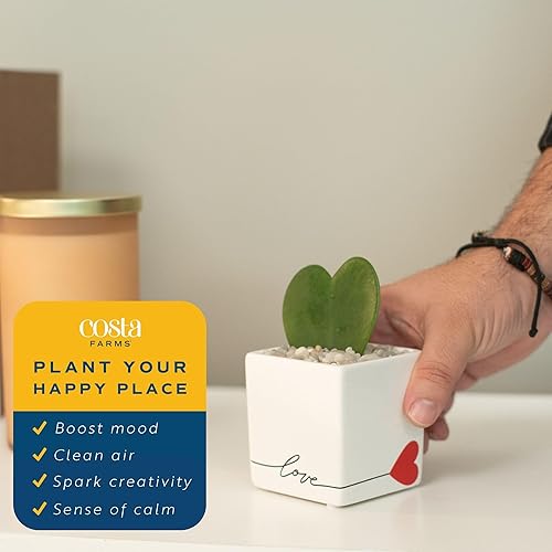 Miniatura 5 de Costa Farms Hoya - Planta viva de corazón, planta de interior similar a una suculenta maceta decorativa de amor, tierra para macetas, decoración de