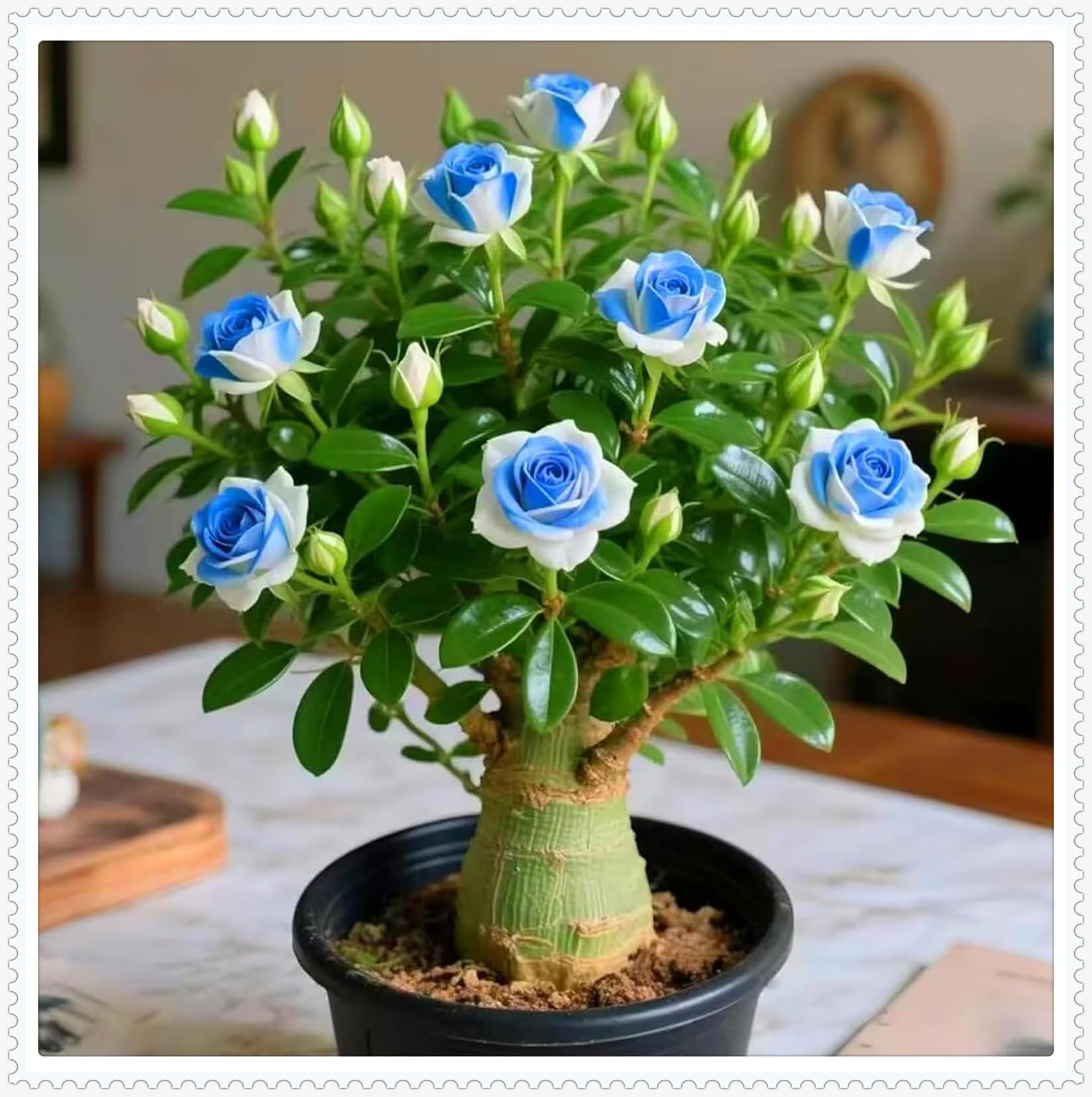 Elegant Desert Rose Bulbs – Hardy Perennial Plants Ready for Planting in UK Gardens/Hardy Perennial/Excellent Display-2 Bulbs-I