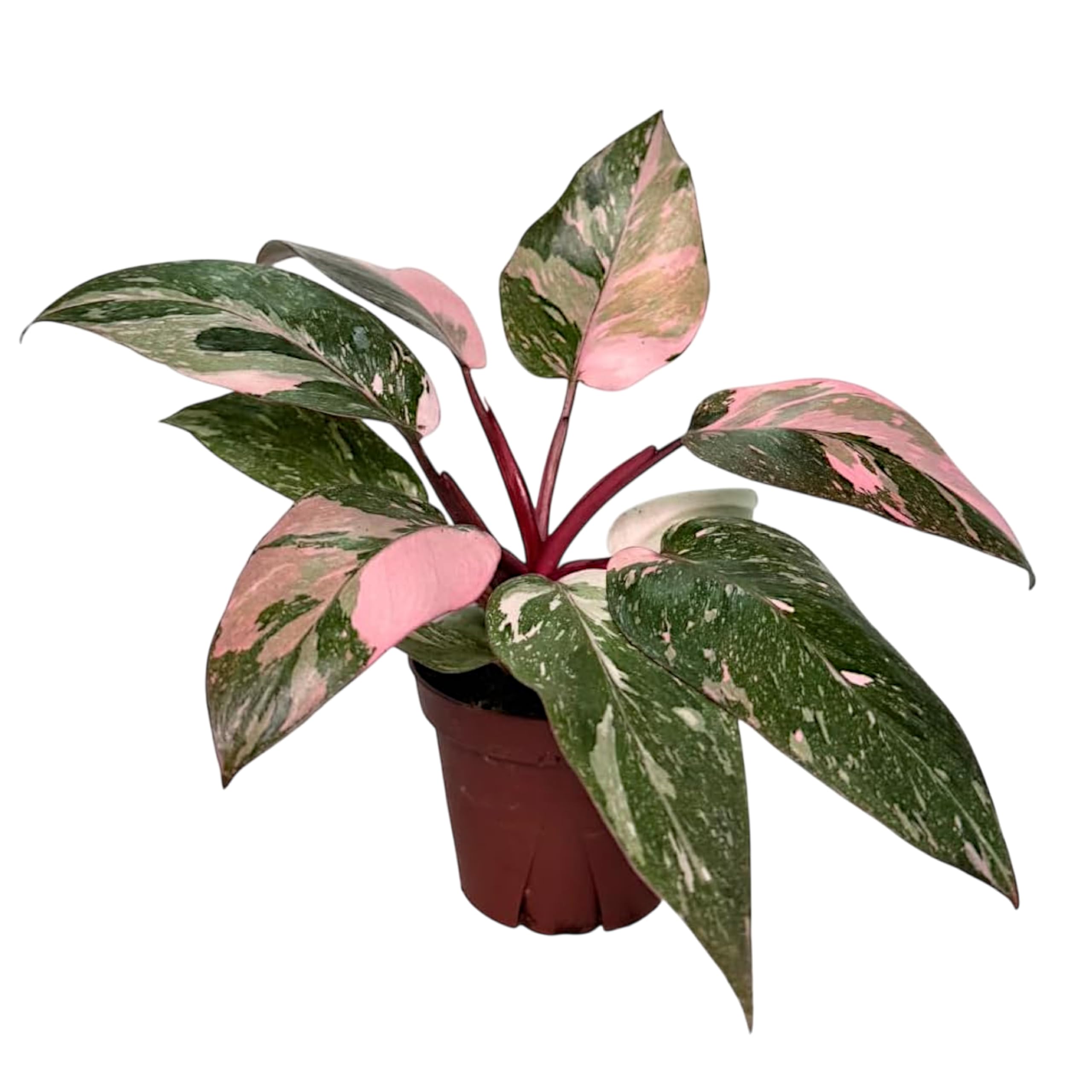 Amazon.com: CoollectivePlants Philodendron Pink Princess Marble  Rare  Plant in 4 Grower's Pot, Pink Princess Philodendron Live Plant, Easy Care  House Plants Indoors Live : Grocery & Gourmet Food