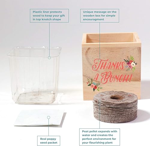 Miniatura 4 de Cheersville - Planta en un cubo, incluye paquete de semillas de amapola, pellet de turba y maceta de madera de 3 pulgadas, regalo para agradecer a