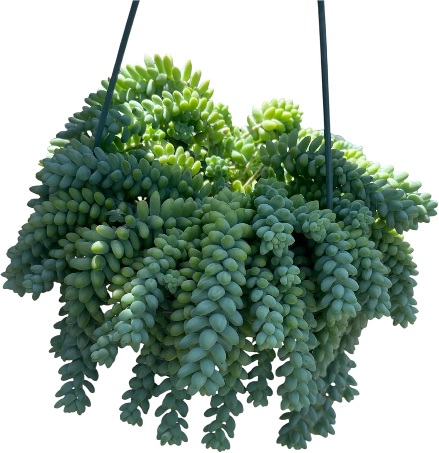 Sedum morganianum Burro Donkey Tail in A 6" in Hanging Pot Trailing and Rooted Live Plant