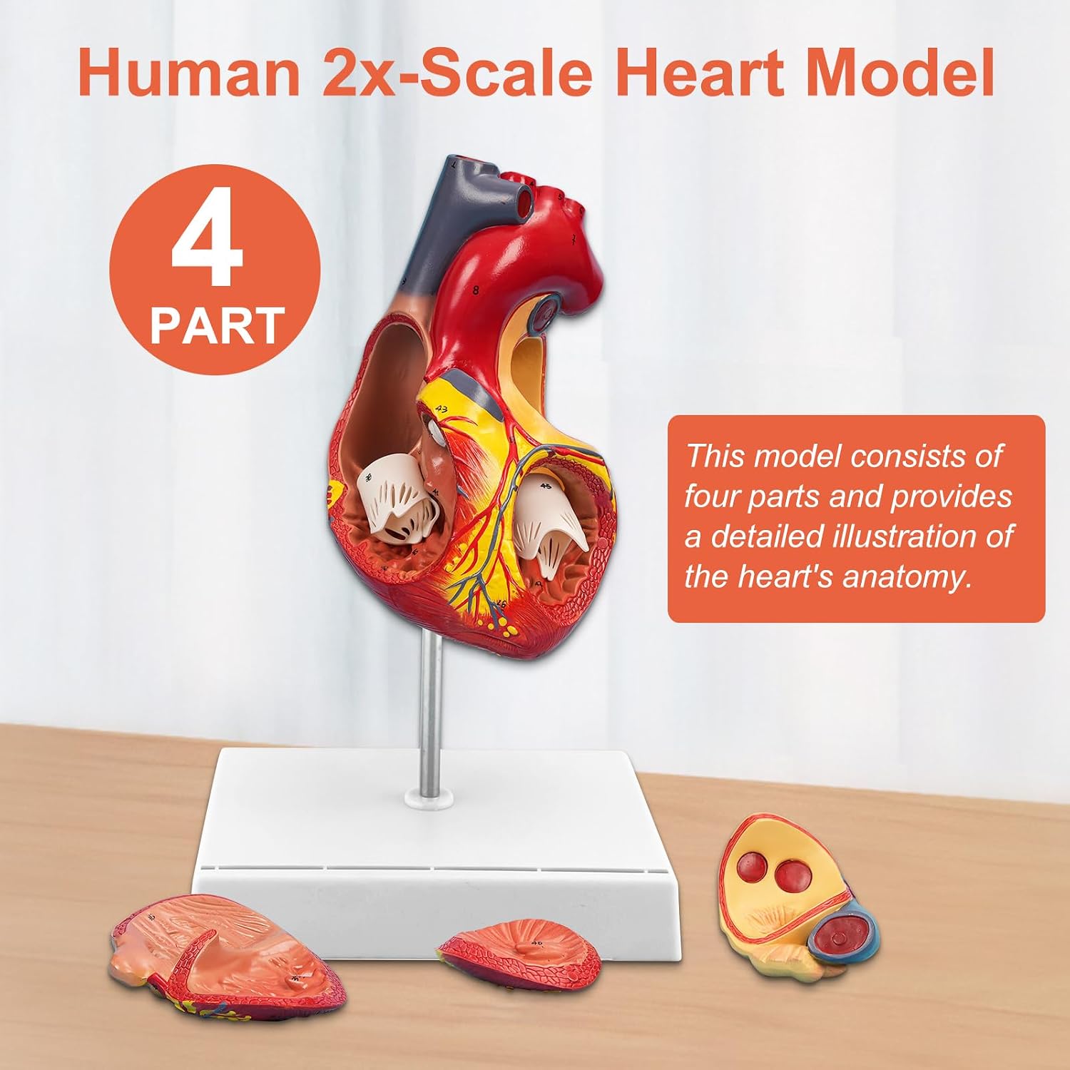 JNMFTD 2X Enlarged Anatomical Heart Model,4-Part Removable Human Heart Model with Ventricles Atria Valves Veins Artery Magnetic Assembly Colorful Number Guide for Science Classroom Cardiology Study