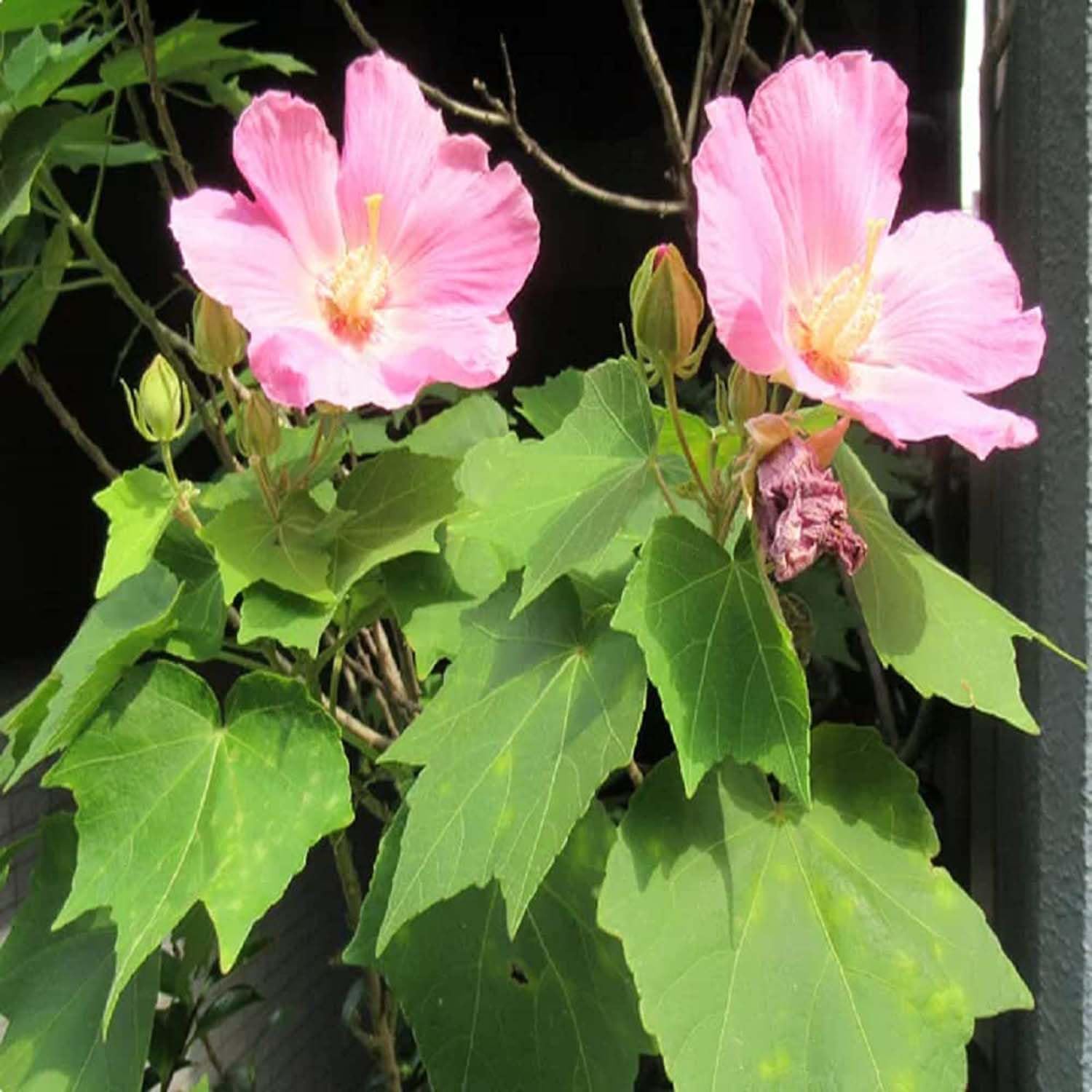See full amazon price history chart for IXORA Single Petal All Time Cotton Rose land lotus Sthal Poddo Hibiscus Mutabilis Changeable Colour Flower Live Plants & Tree(1-2 Feet Size) IXORA Single Petal All Time Cotton Rose land lotus Sthal Poddo Hibiscus Mutabilis Changeable Colour Flower Live Plants & Tree(1-2 Feet Size) (B0BNLRSW2X) Amazon Price History, Amazon Price Tracker