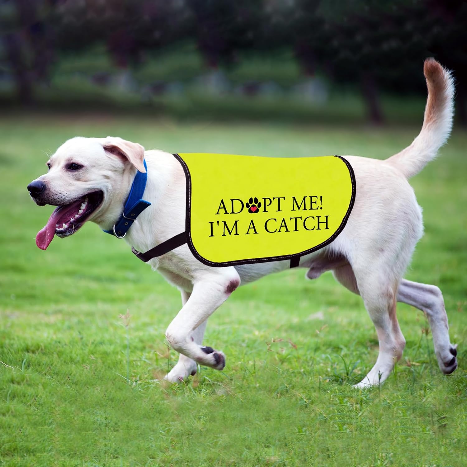 Dog Adoption Jacket Vest Adopt Me I Am A Catch Dog Harness Rescue Pitbull Slogan Vest (I'm A Catch-Medium) - Image 4