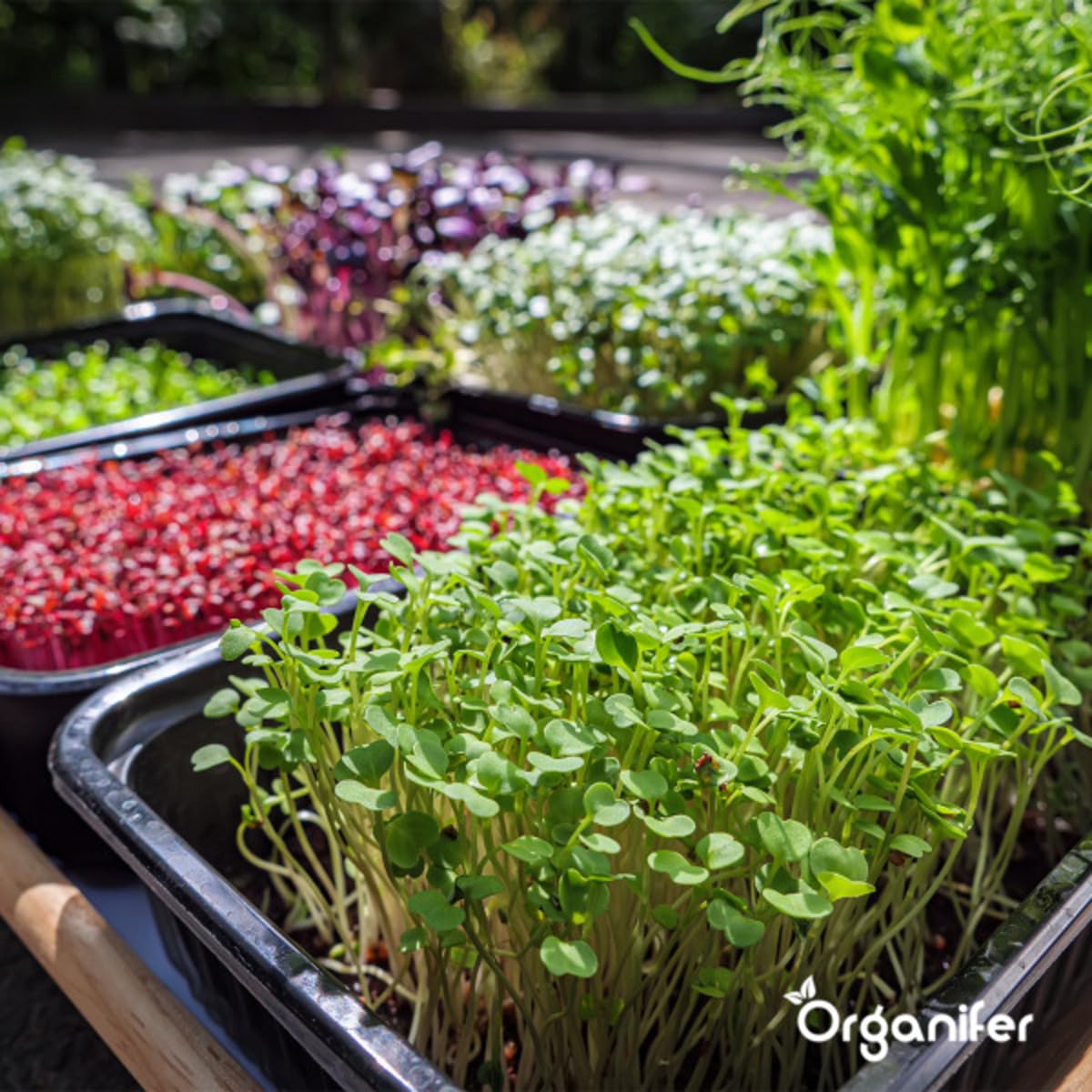 Paquete Microgreens (Babyleaf Y Micro Leaf) | Brotes - Semillas De Berros - Semillas De Huerta - Semillas De Lechuga - Semillas De Rábano - 12 Variedades - Organifer