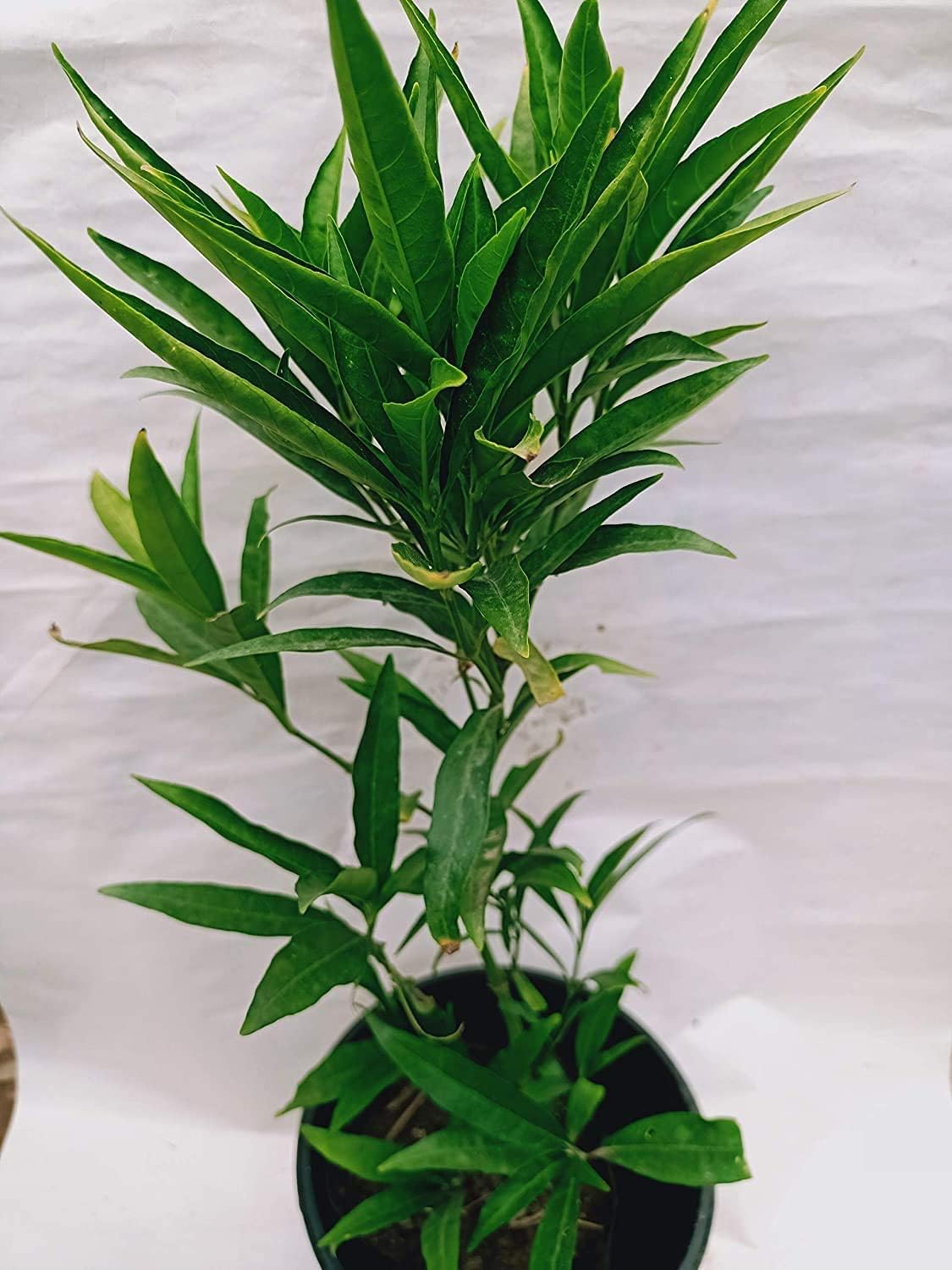 Hemani Enterprises Live Sukh-shanti Plant (Justicia Gendarussa) Nirgundi plant Lucky Plant with pot (B0DDC96R9T) Amazon Price History, Amazon Price Tracker