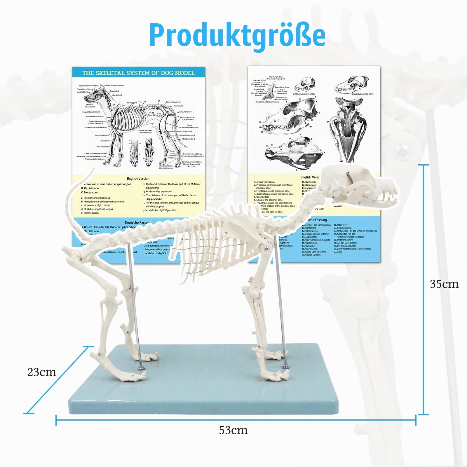 Hundeskelett Modell, Kleines Hunde Skelett Anatomie Modell Mit Sockel, Modell Tieranatomie Lehre, Natürliche Größe, Abnehmbare (Hunde Skelett)
