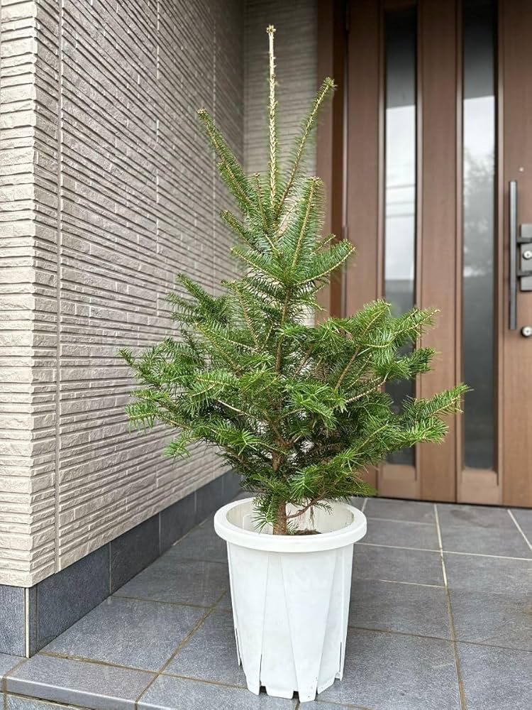 モミの木 もみの木 苗木 ウラジロモミノキ 150cm❗クリスマスツリー 針葉樹 楽天市場】もみの木 苗 【ウラジロモミ】 約1.0m 根巻き苗