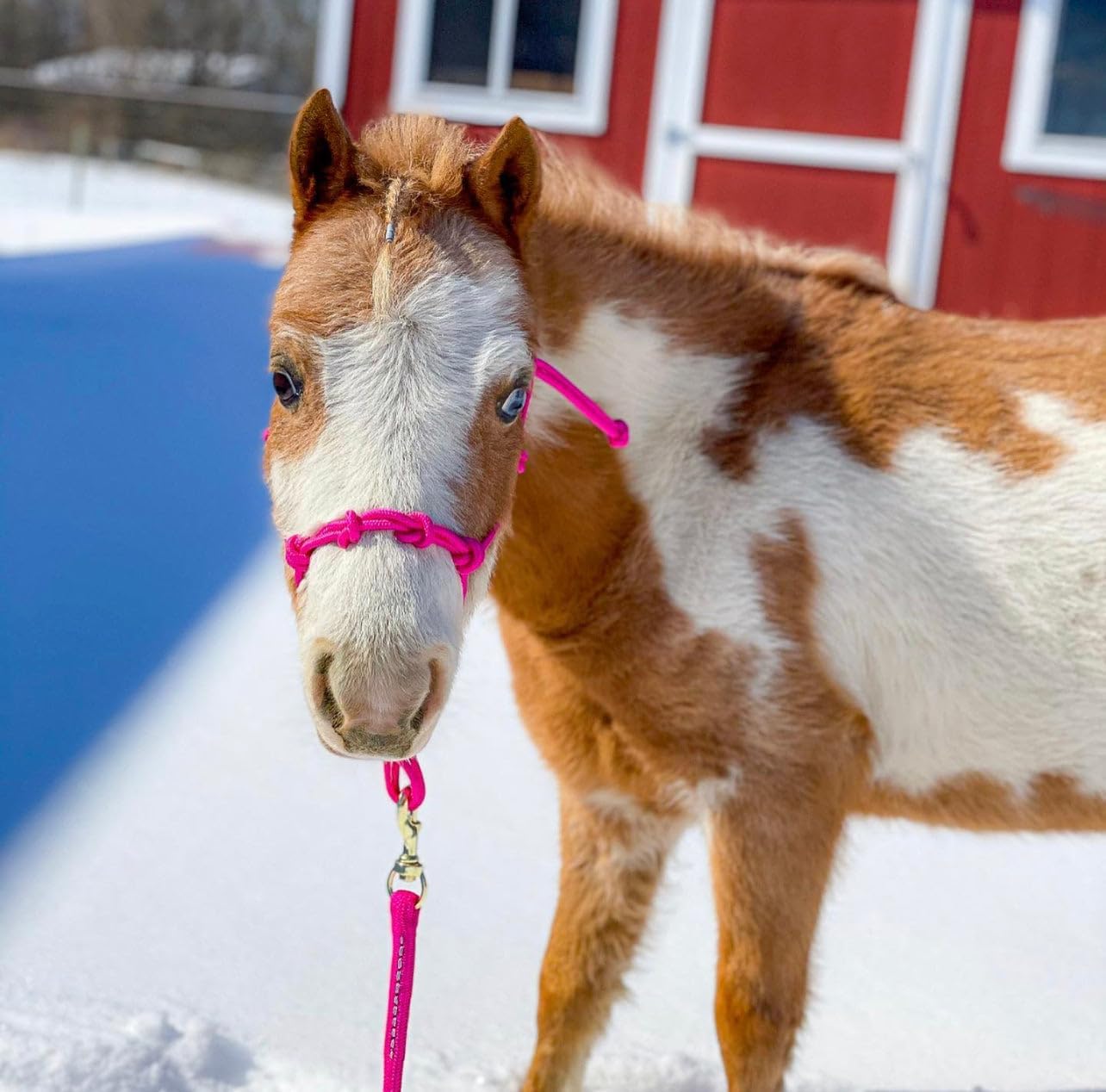 Star Point Horsemanship Mini-Pony 4 Knot Rope Halter