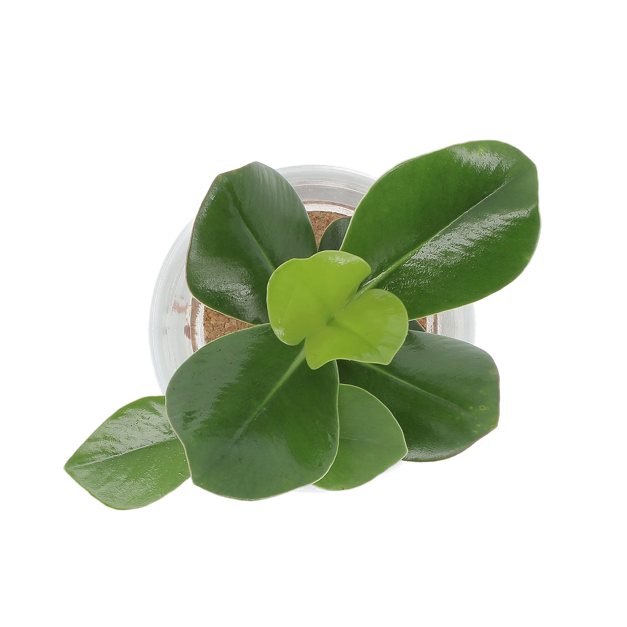 KENTIS - Clusia Pianta Idroponica - Clusia Rosea Princess in elegante Vaso di Vetro - Idrocultura - Pianta Vera da Appartamento - H 30-40 cm Vaso Ø 12 cm