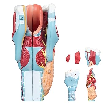 Larynx Model - 2X Enlarged Human Throat Model Scientific Anatomy Model of Larynx Pharynx Model for Studying and Teaching