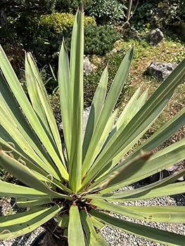 Amazon.co.jp: 極太 良型 1m27.5cm 発根 ユッカ ファクソニ