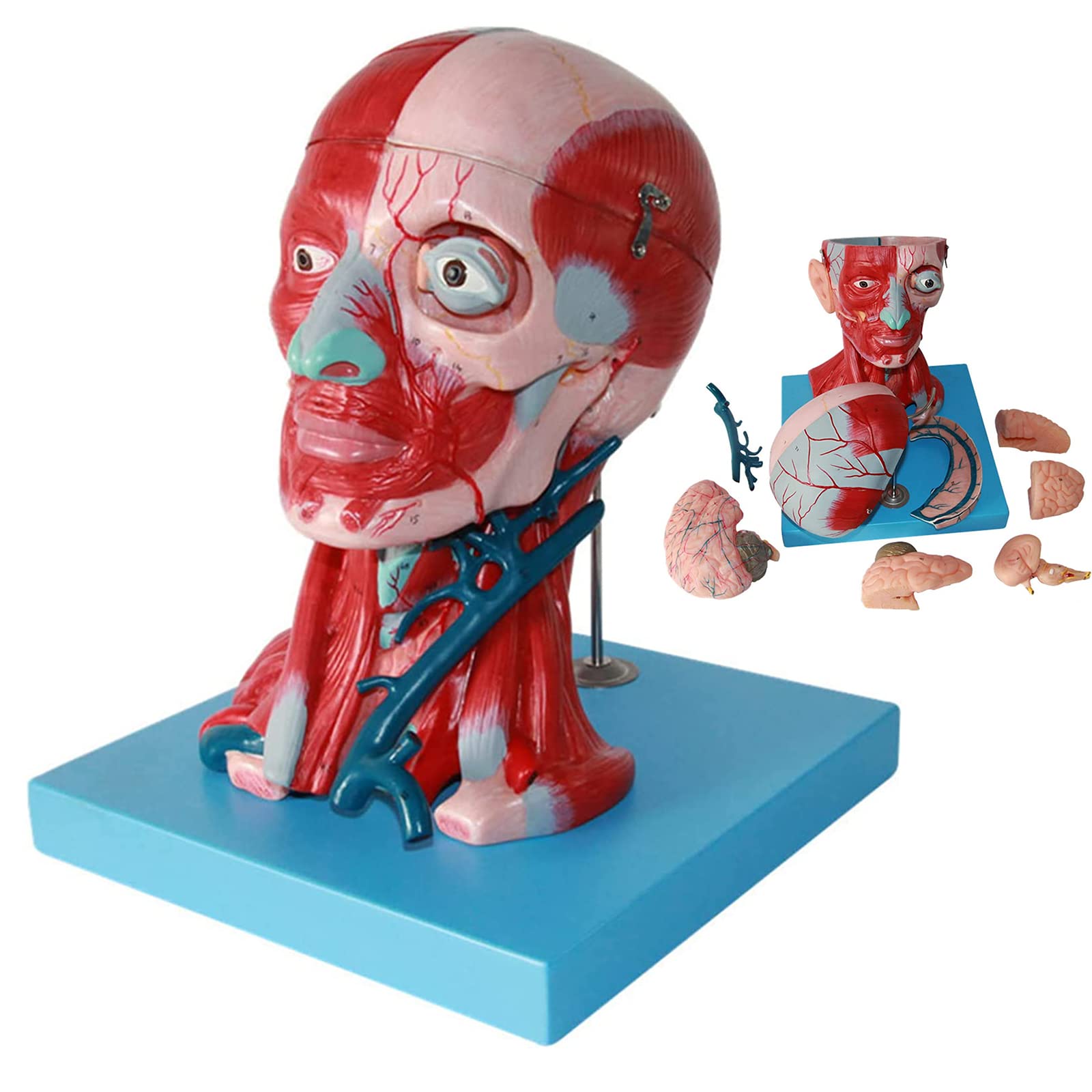 YNIYUJKL Life Size Brain Model - Anatomical Educational Tool For Doctors Office, Neck Muscle, Vascular Nerve, Head And Face