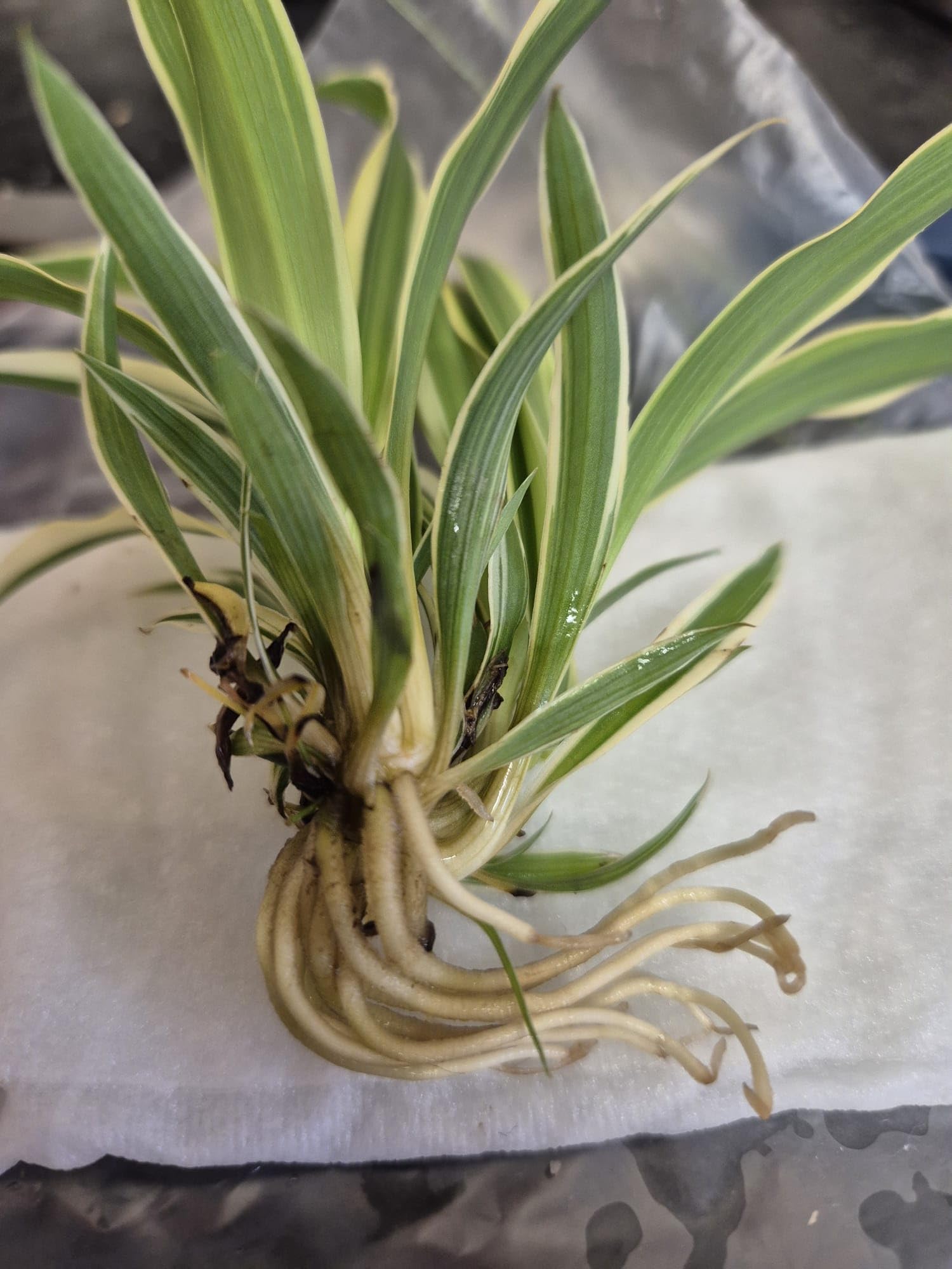 Cosy Tortoises Spider Plant Food for Tortoises