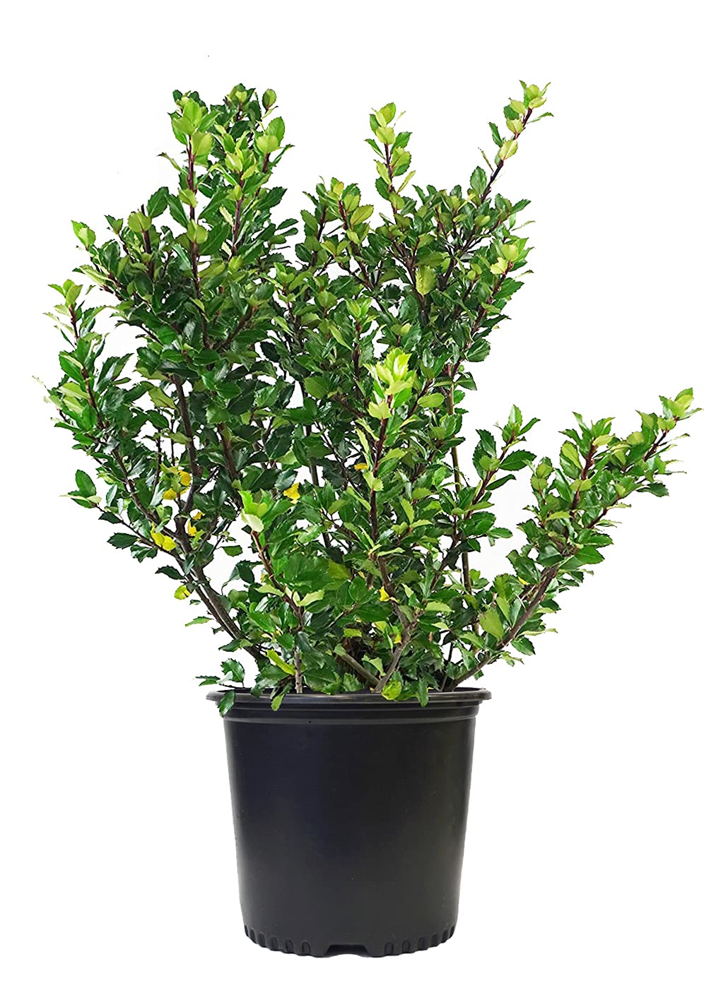 Ilex X meserveae Blue Prince