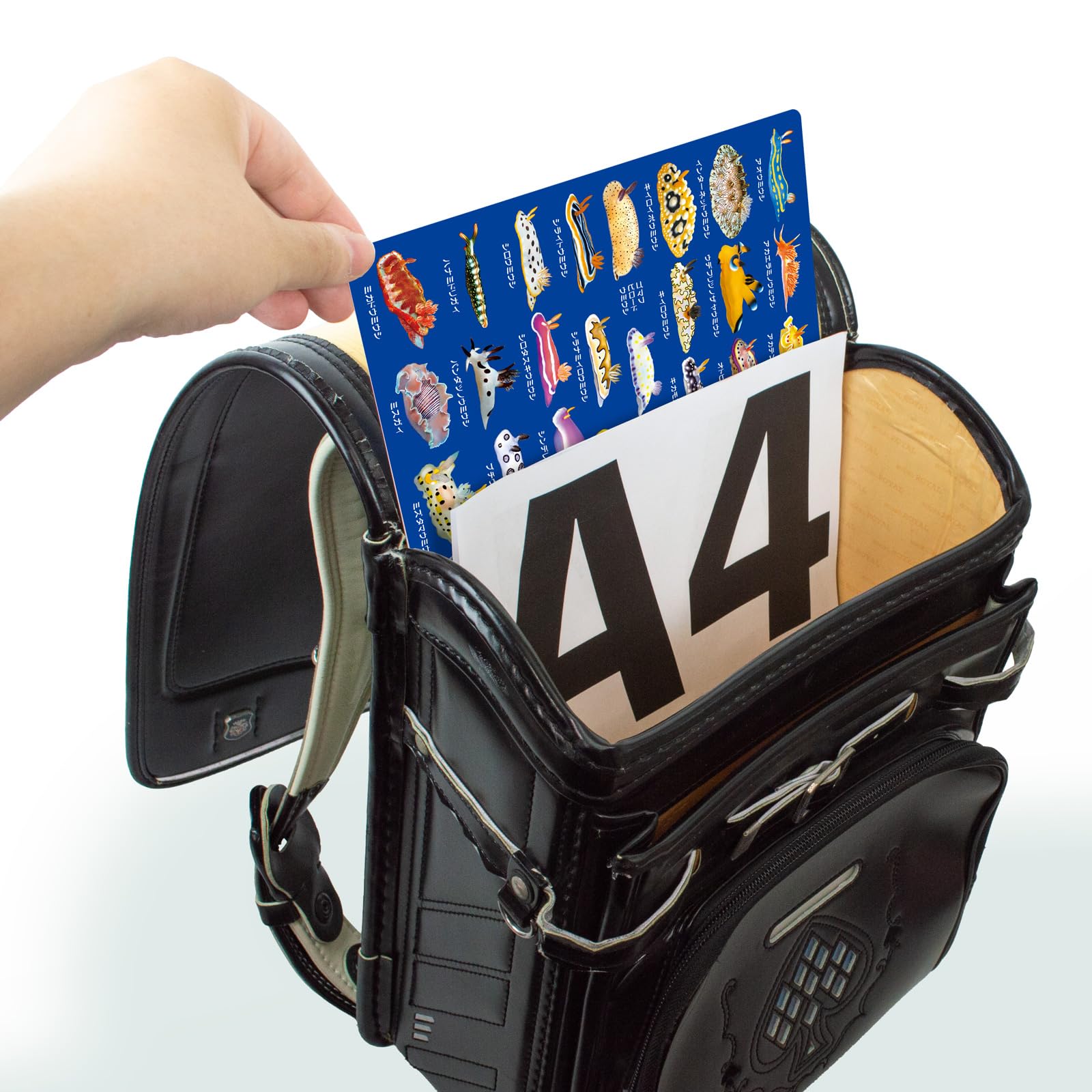 Amazon.co.jp: ザ・アクセス 下敷き ウミウシ 大全 水族館 A4 : 文房具