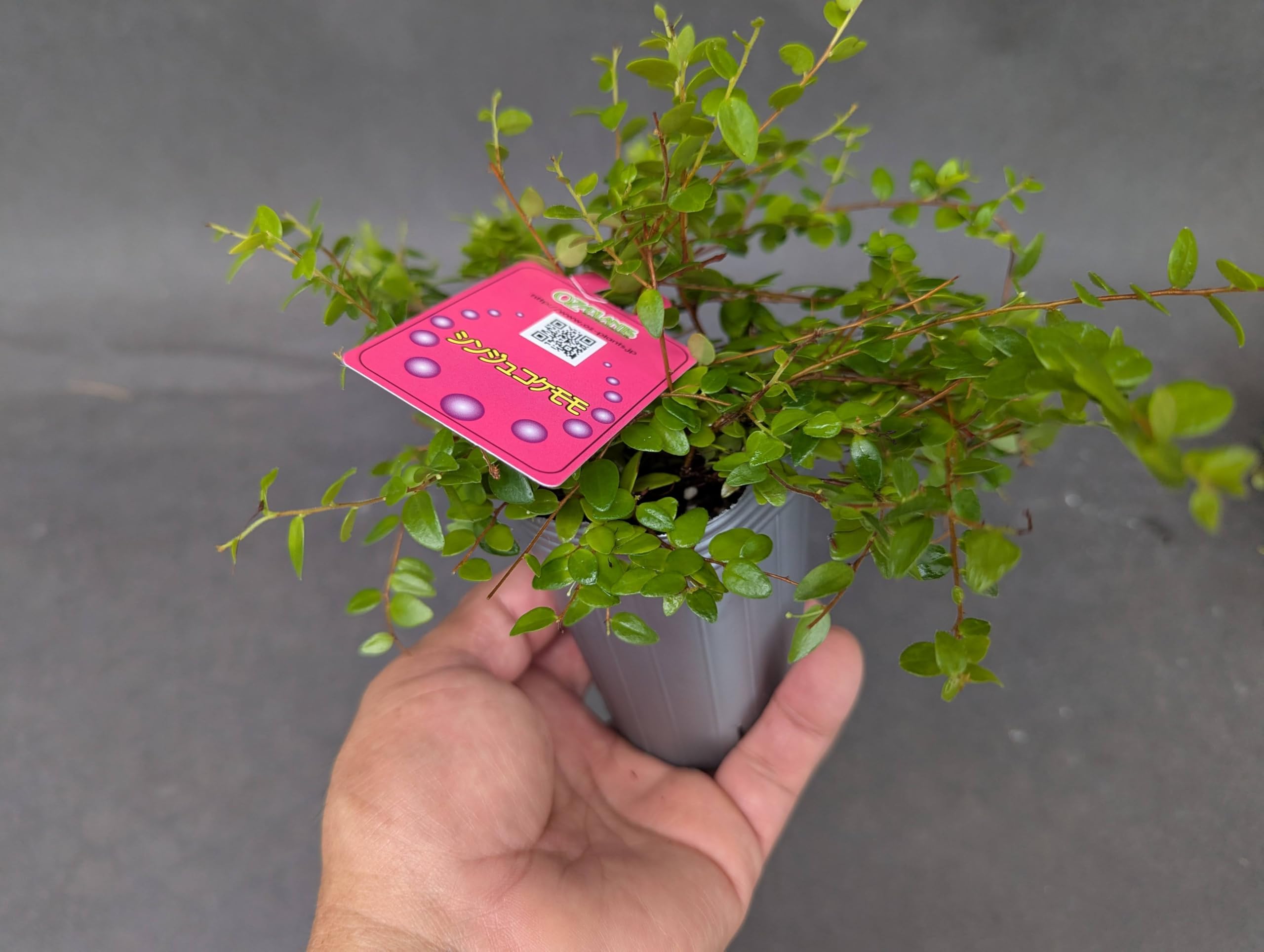 Amazon｜OZ-Plants 真珠コケモモ（シンジュコケモモ） 2.5号ロング