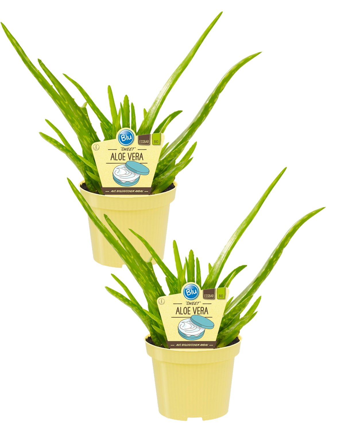 moisturizer gel aloe vera Elianto Calming & Moisture Organic Aloe Vera Moist Gel