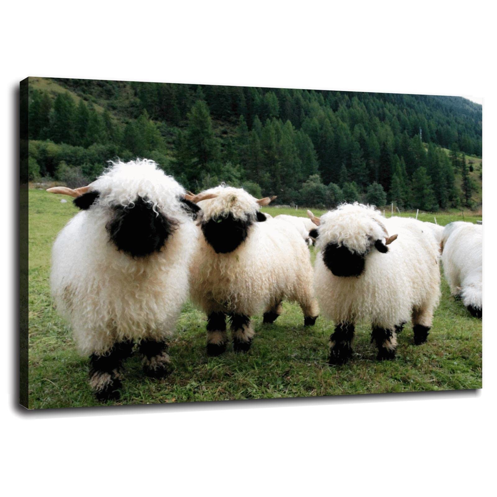 Amazon.com: SSDDKL Valais Blacknose Sheep Poster Canvas Prints