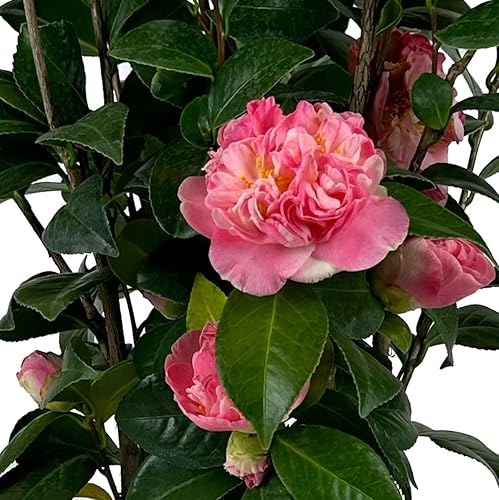 Miniatura 4 de Blooming & Beautiful - Mrs. Lyman Clarke Camellia - 3 galones - Arbusto de hoja perenne - Floraciones grandes rosadas semidubles - Estambres dorados