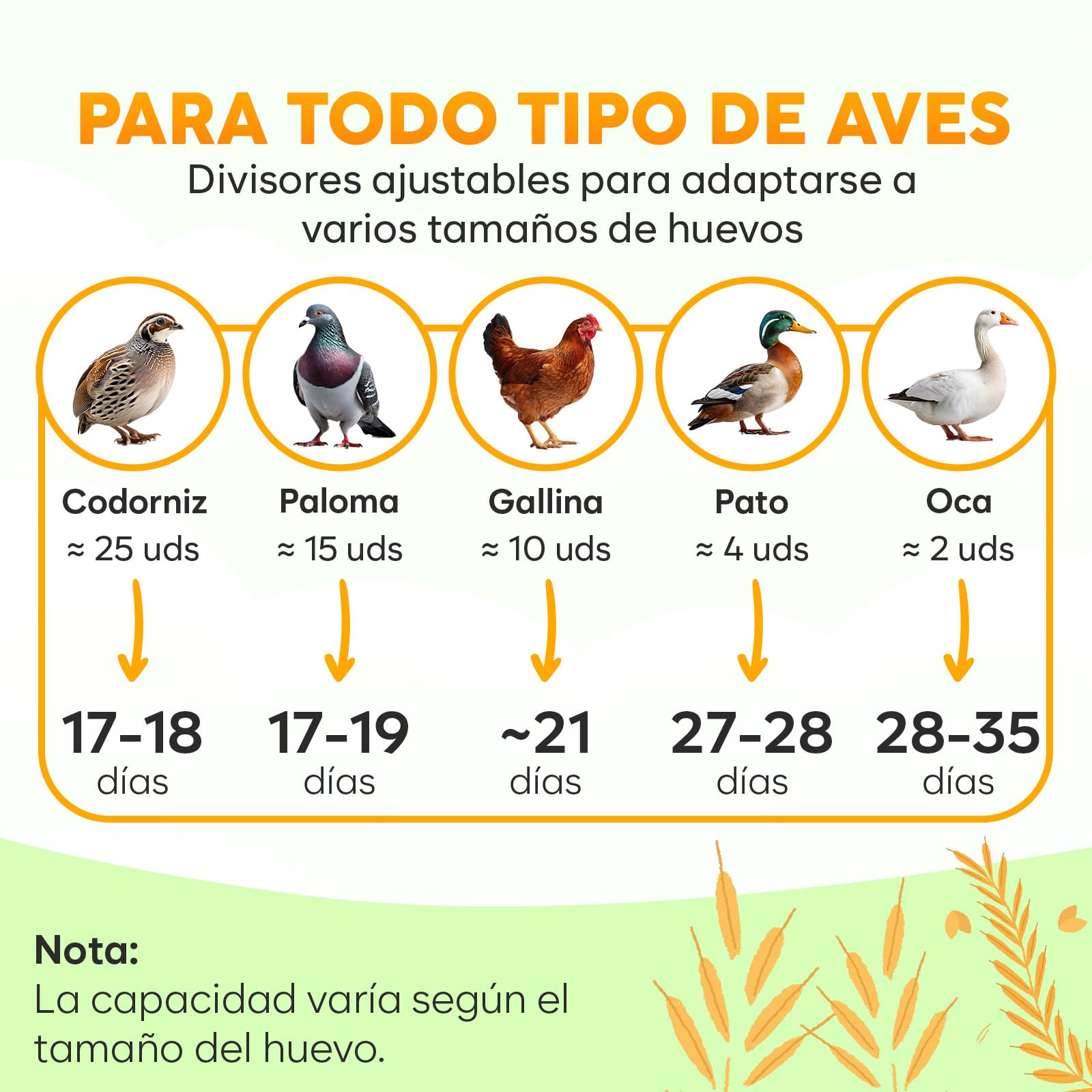 Okkobi M12 - Incubadora Huevos Gallina Automática - Volteo Automático y Control de Humedad - Chocadeira Ovos Automática - 12/24 huevos, Vista 360°, fácil de usar y limpiar - Blanco y verde