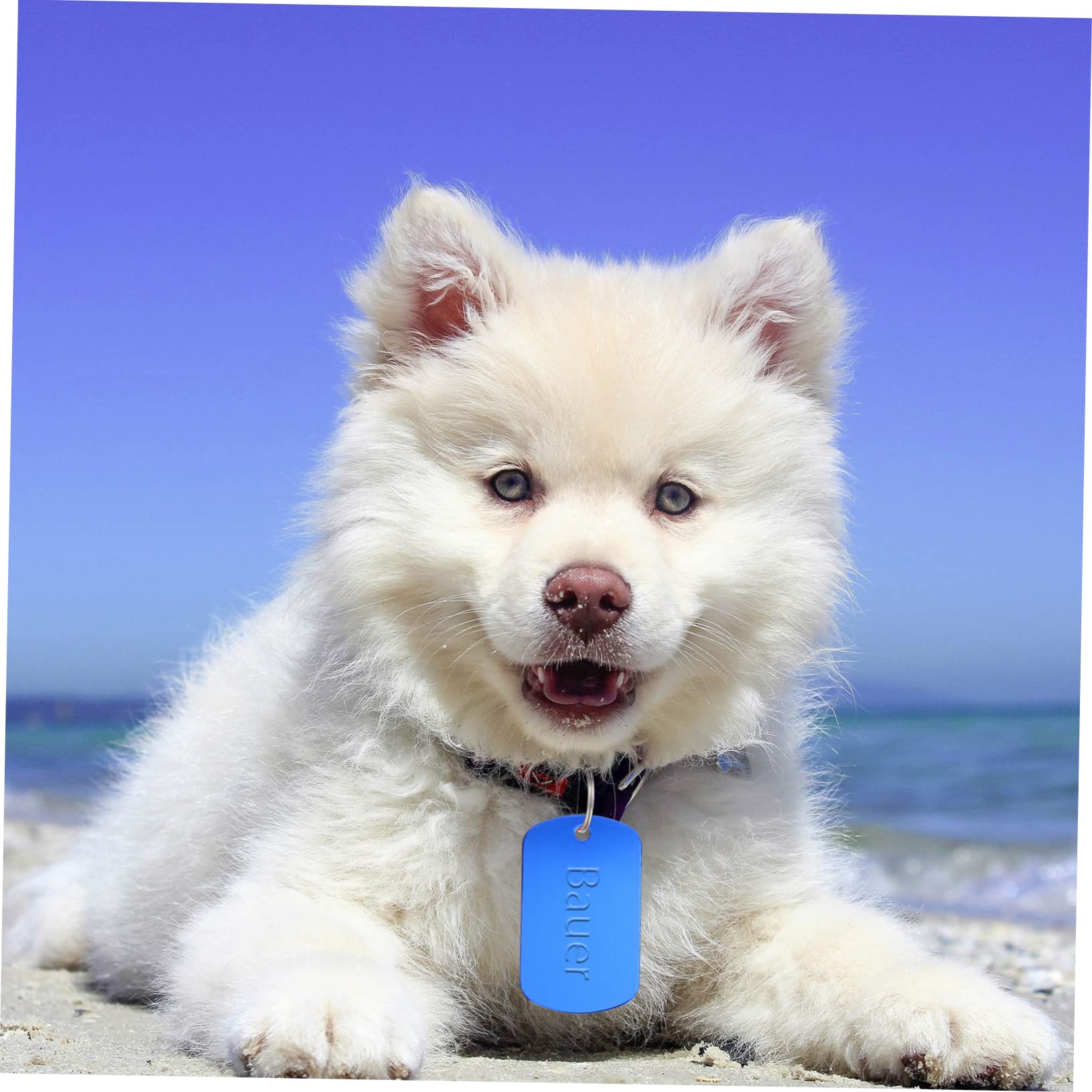 SUPVOX 4 Juegos de Etiquetas de Aleación para Mascotas Personalizadas para Perros Y Gatos Redondas Y en Unidades X 4