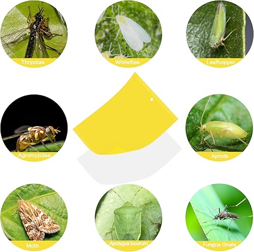 Miniatura 5 de Paquete de 24 adhesivos para moscas de la fruta, hongos y mosquitas, trampa amarilla pegajosa, insecticida para interiores y exteriores
