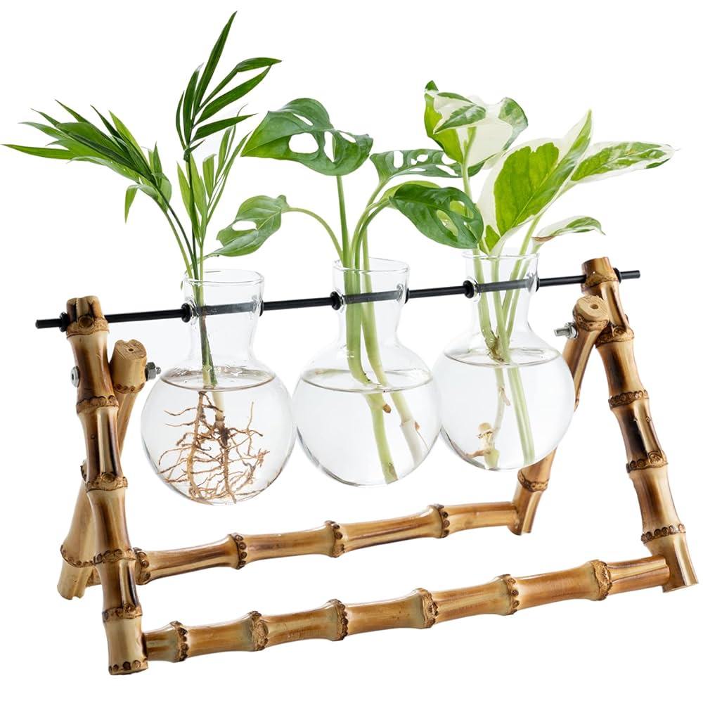 SOLIS PLUS Pflanzenanzuchtstation Mit Holzständer & 4 Glasgefäßen – Terrarium Für Zimmerpflanzen, Dekorativ