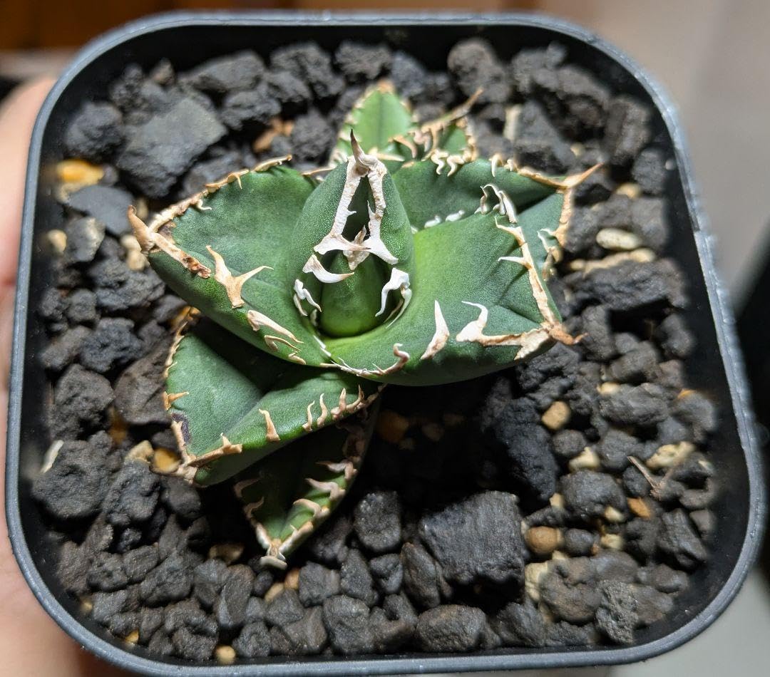 アガベ チタノタ SAD 南アフリカダイヤモンド OC株 1 KAS特選】 育成