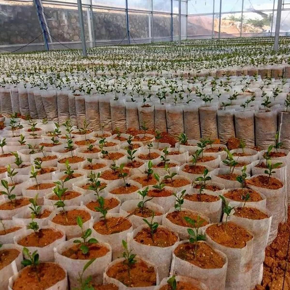 100PCS Plant Grow Bags, Non-Woven Plant Nursery Bags Fabric Seedling Pots for Garden