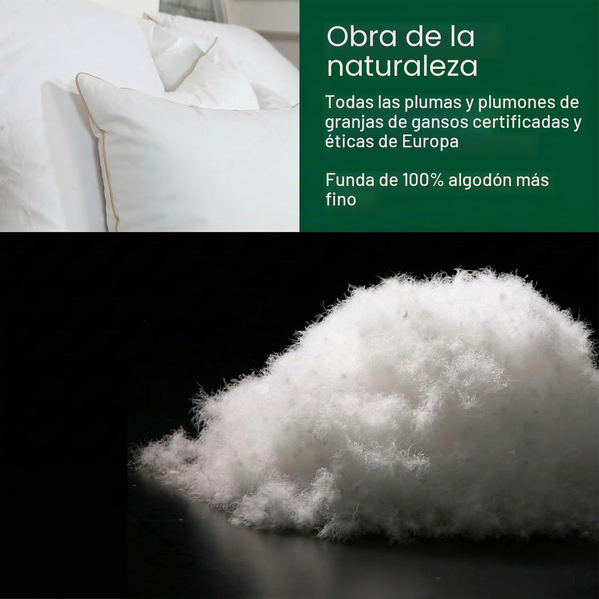 Premium de Luxe Almohada de plumón 50x75 cm - Fabricado en Alemania Almohada de plumas de 100% algodón - Almohada de plumón de 3 cámaras para alérgicos [1er Pack]