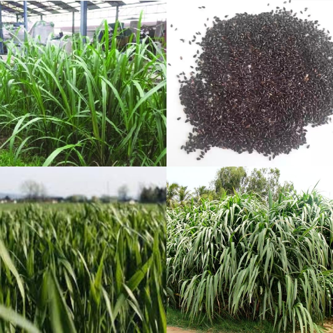 4g super nepier grass seeds, Grass cow goat buffalo smart napier grass seeds pack of 1000-image-45