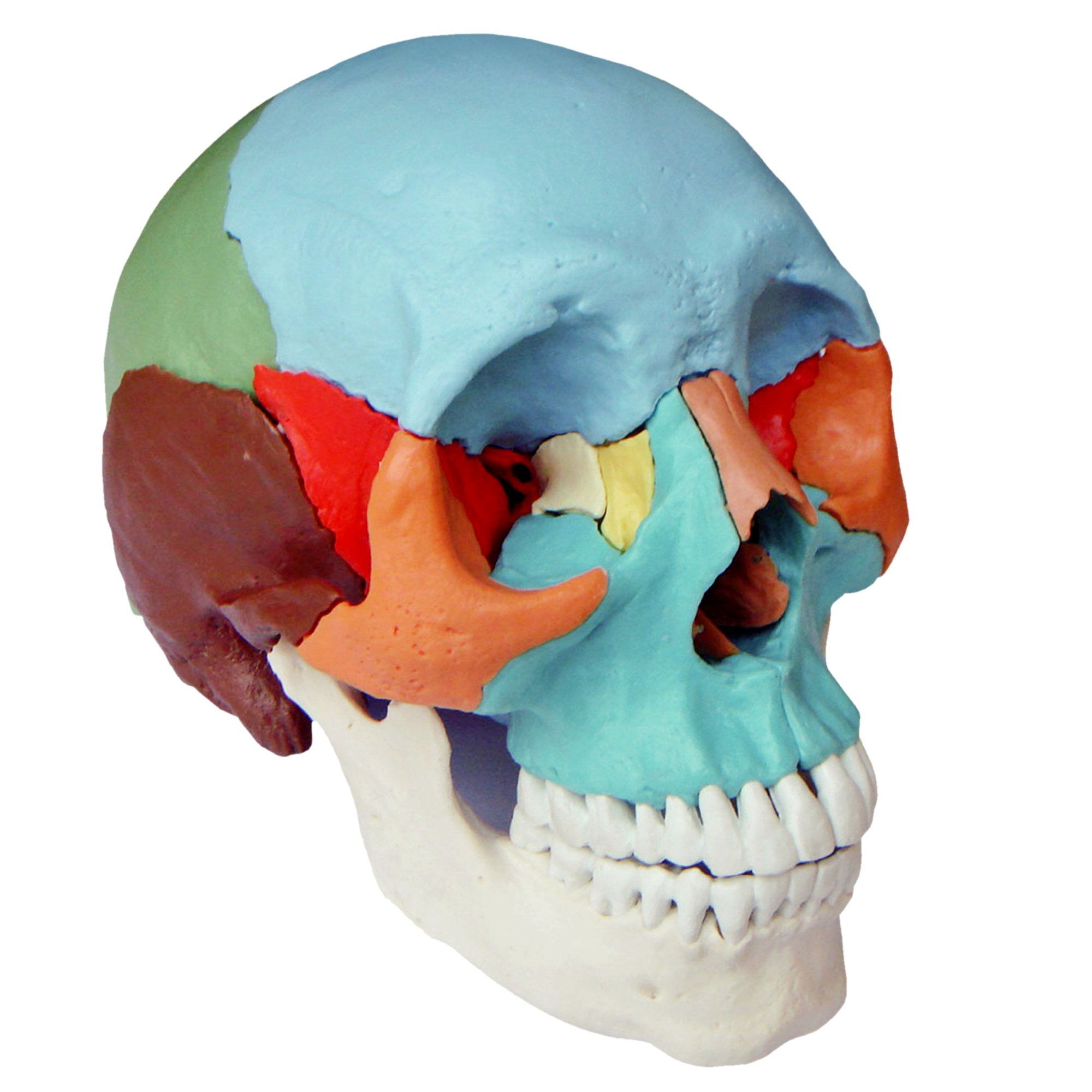 Amazon.co.jp: 【frugolio casa】【高品質】 頭蓋骨22分解キット  