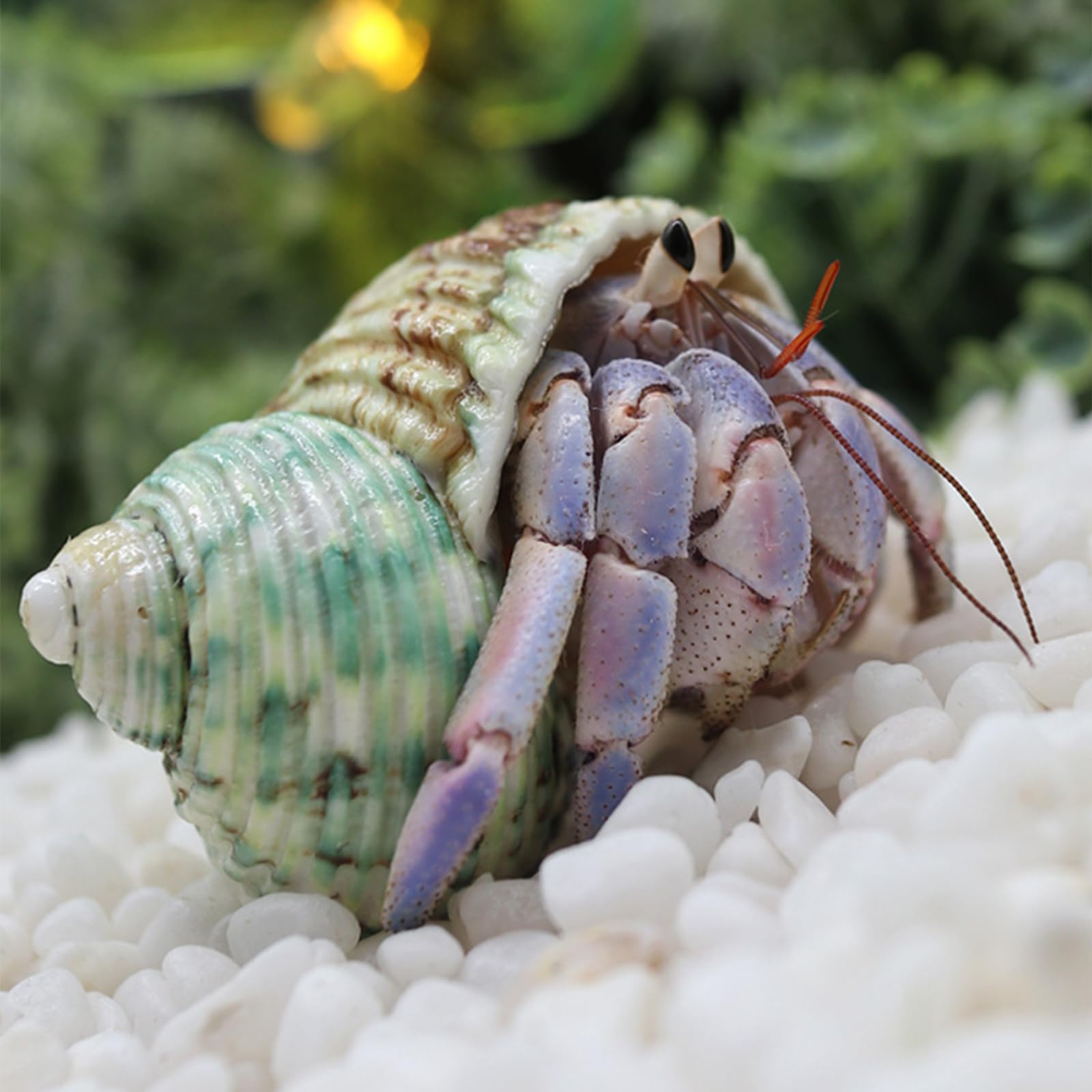 LuckyOpt 4Pcs Hermit Crab Shells, Natural Hermit Crab Shells Medium to Large - Image 3