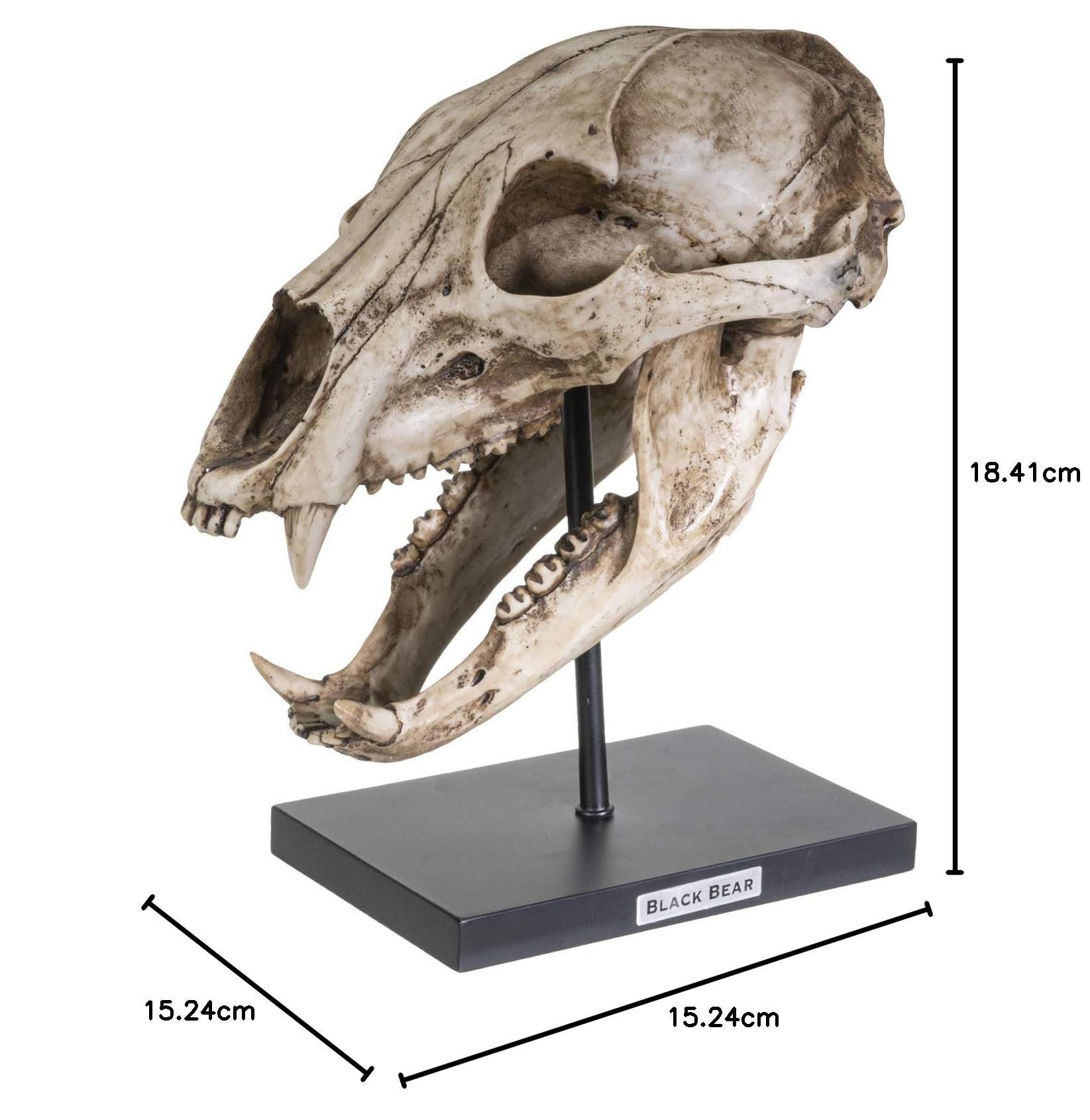 熊の頭骨　インテリア　置物 Amazon.co.jp: SUMMIT COLLECTION ポリストーン 樹脂 黒くまの頭蓋骨