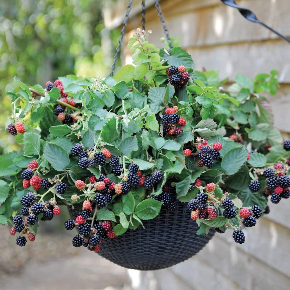 BlackBerry Plants Ready to Plant ‘Black Cascade’ Garden Hanging Basket BlackBerry Fruit Collection Producing High Yield of Juicy Trailing Berries, 3 x Plants in 9cm Pots by Thompson & Morgan