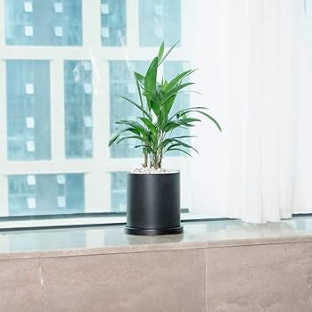 Amazon.co.jp: Ekirlin 植木鉢 陶器鉢 大型 8号 黒 おしゃれ