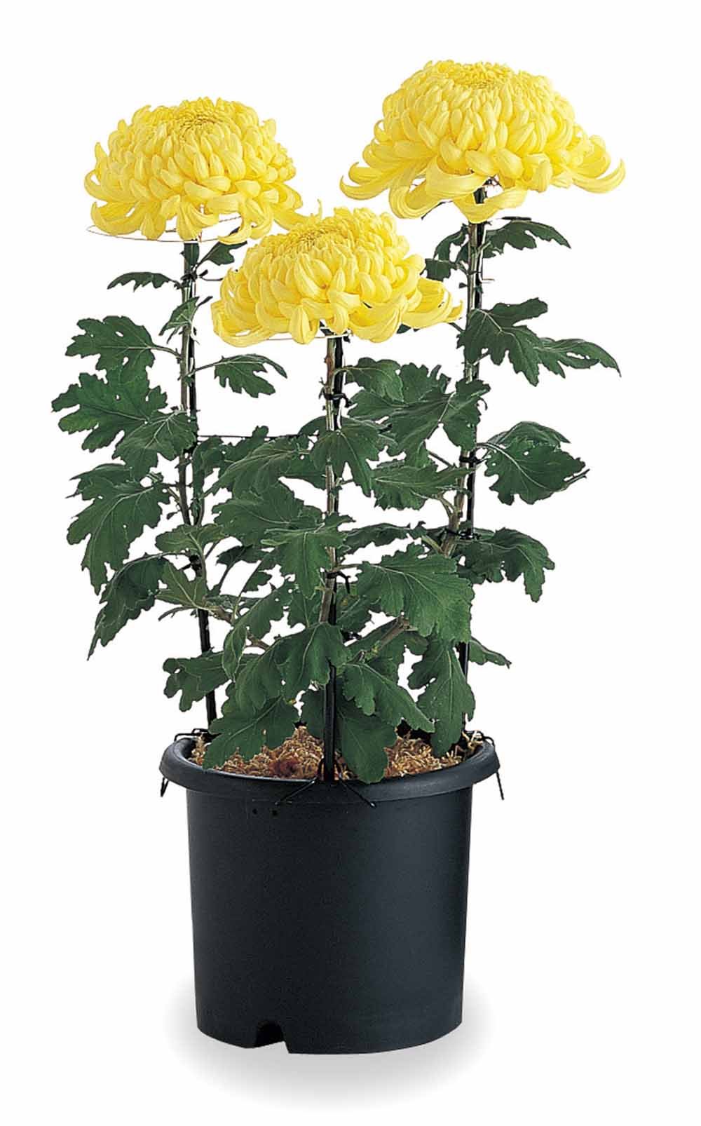 Amazon | リッチェル 菊鉢 5号 φ170×140H ブラック | 鉢