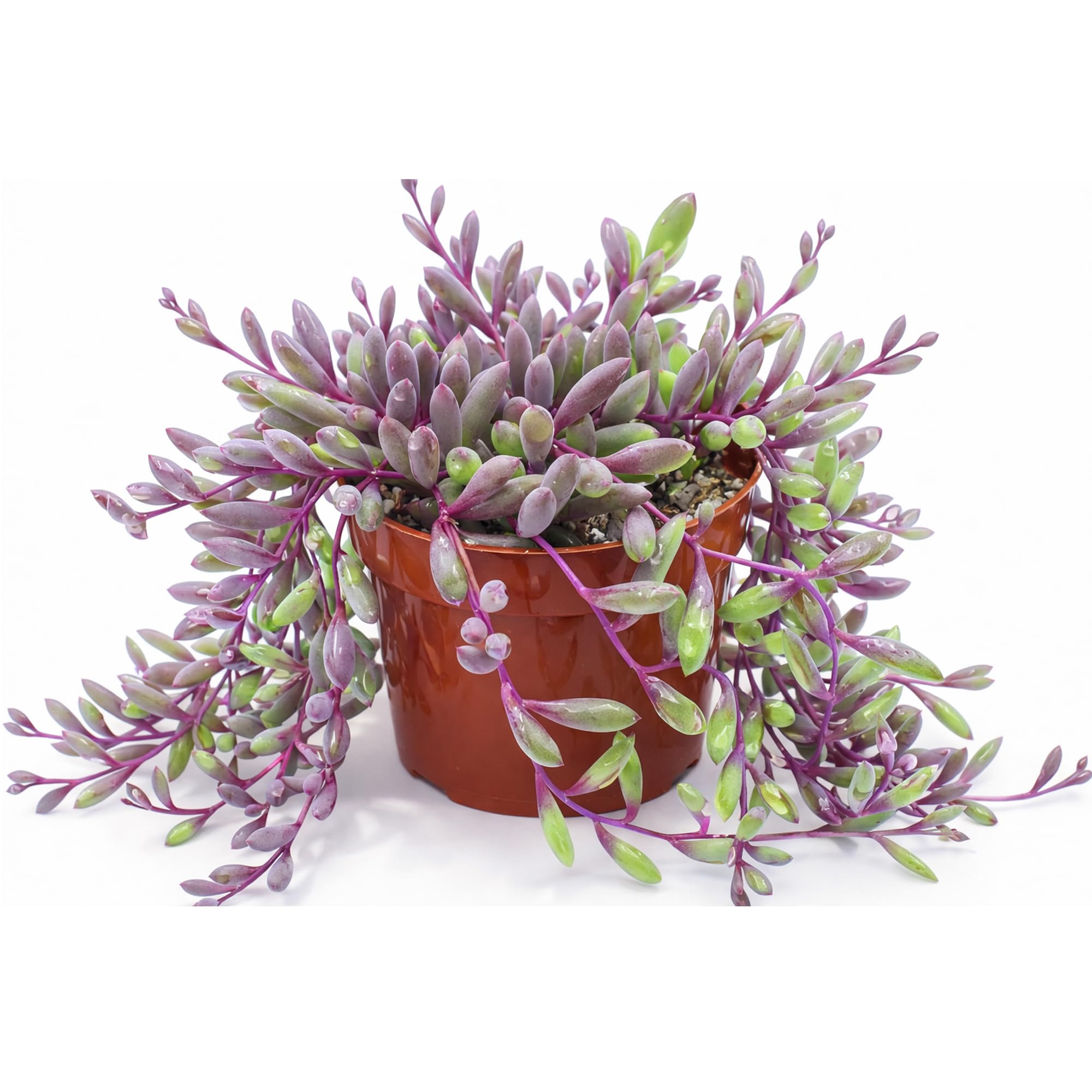 - Othonna Capensis Ruby Necklace Live Succulent Plant (4-inch), Fully Rooted Trailing Houseplant for Hanging Baskets, Low Maintenance Home & Office Decor, Ideal Gift for Plant Lovers