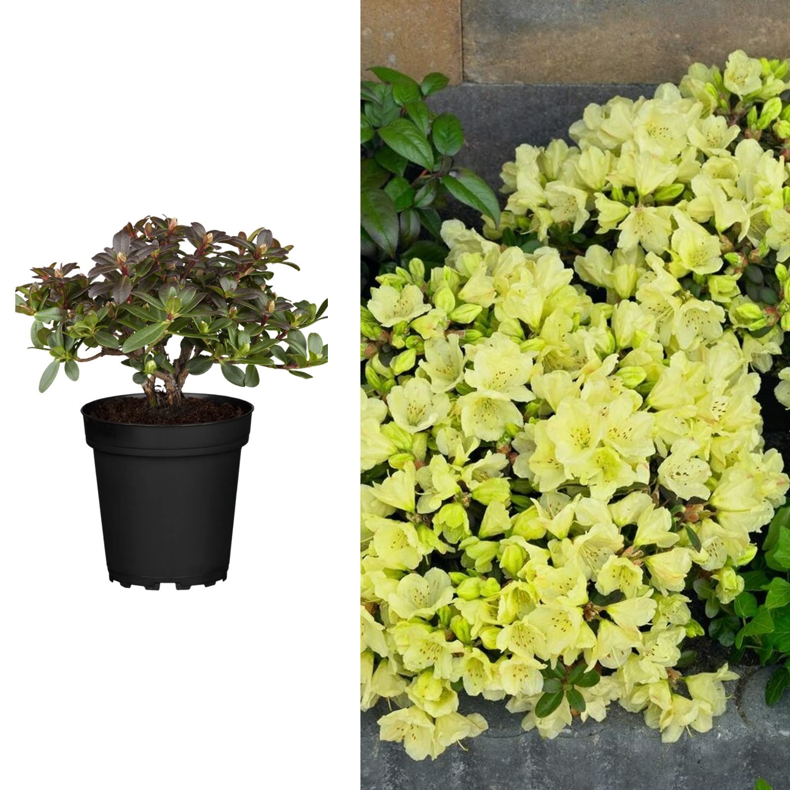 Carbeth Plants Rhododendron Wren Plants in 9cm Pots (4 Plants)