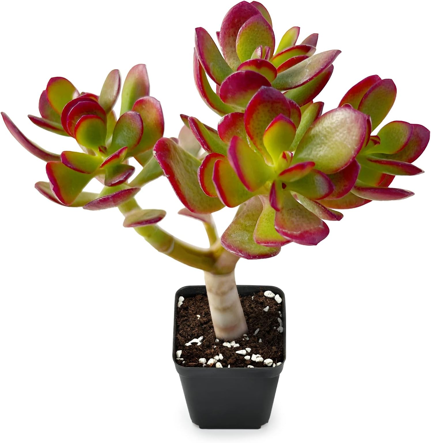 Sprout N Green Dwarf Jade - Crassula Ovata Crosby's Compact, Rare Cute Succulent Plant Fully Rooted in 2" Pot, Easy to Care, Keep Away from Pets