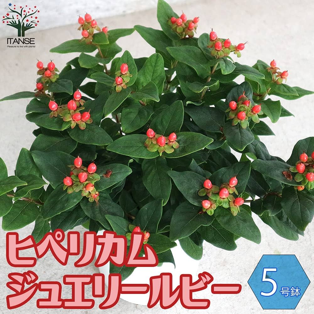 Amazon.co.jp: ヒペリカム ジュエリールビー5号鉢【品種で選べる