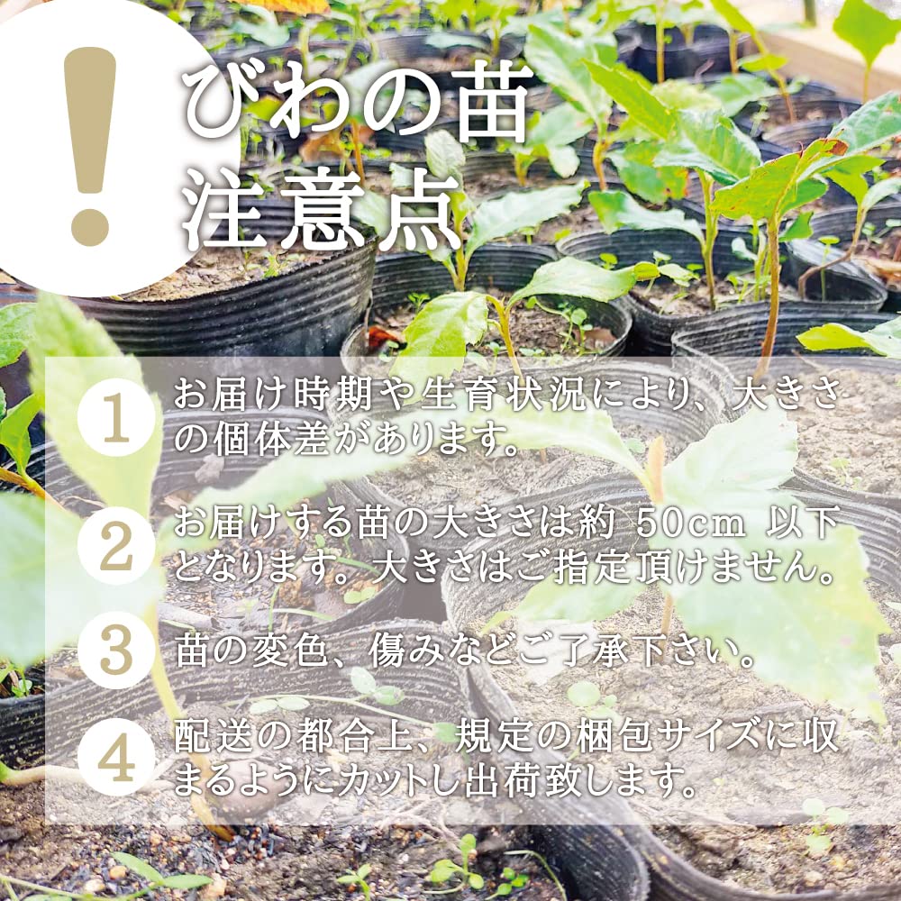 Amazon.co.jp: 西根の森 びわの苗木 ポット苗 ｜ びわ ビワ 枇杷 苗