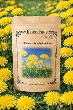 4000+ Dandelion Seeds for Planting Heirloom Non-GMO Taraxacum Officinale Seeds, Easy Grow Wildflower Lawn & Garden, Outdoor Yard Pollinator Friendly, loseedsoo