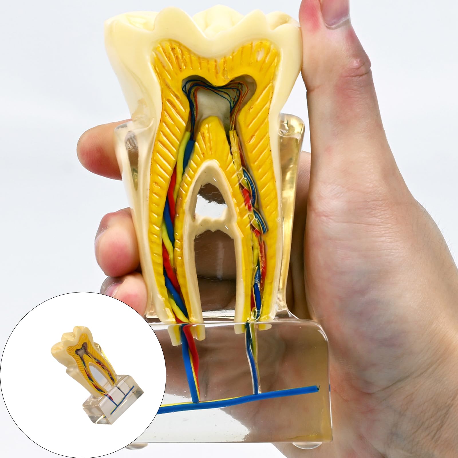Modello anatomico U6X in PVC trasparente