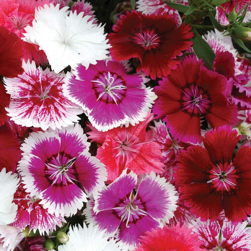 Dianthus (Pinks) Hardy Perennial 'Festival Mixed' 1x 24 Garden Ready Plants by Thompson and Morgan