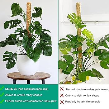 ムー　同時梱包割引 モンステラ30 斑入　マスターピース ムー 同時梱包割引 モンステラ30 斑入 マスターピース Amazon.co